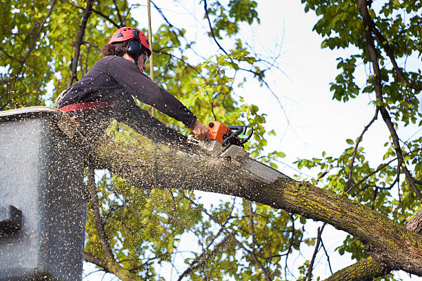 Best Affordable Tree Service  in Emigsville, PA